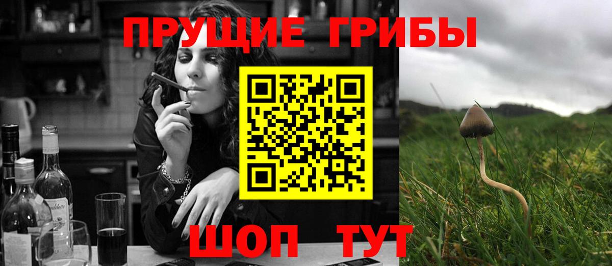 Псилоцибиновые грибы Psilocybe Ачхой-Мартан
